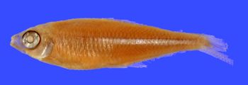 Media type: image; Ichthyology 20862